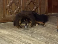 Teddy, a male Chow Chow for sale in Ontario, OR – 6 of 7