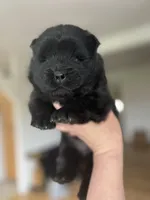 Bear, a male Chow Chow for sale in Ontario, OR – 3 of 3