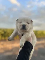 Teddy, a male Chow Chow for sale in Ontario, OR – 1 of 4