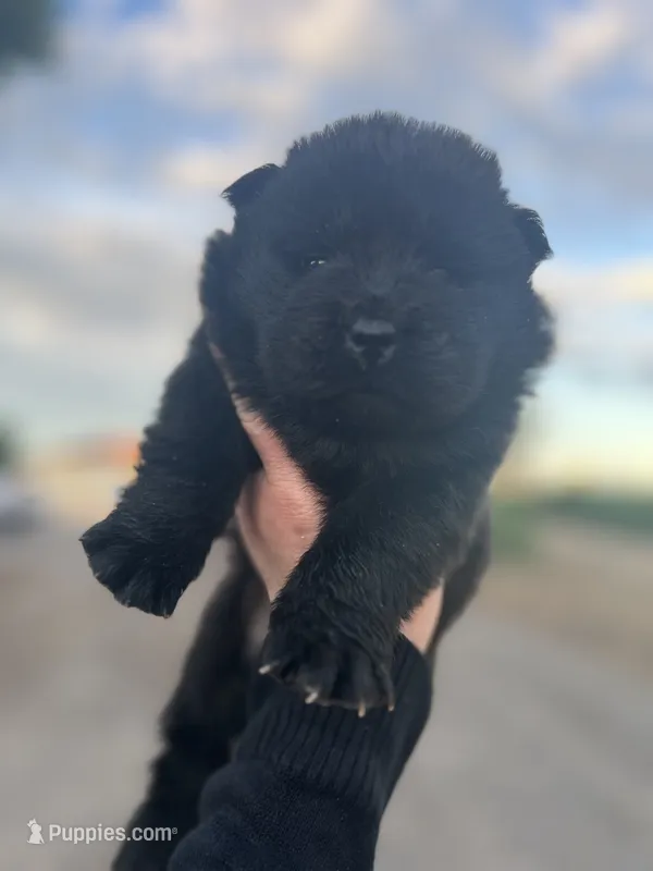 Bear – Chow Chow puppy for sale in Ontario, OR