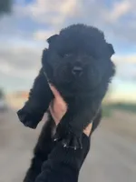Bear, a male Chow Chow for sale in Ontario, OR – 1 of 6