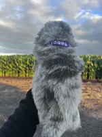 Willow , a female Chow Chow for sale in Ontario, OR – 6 of 6