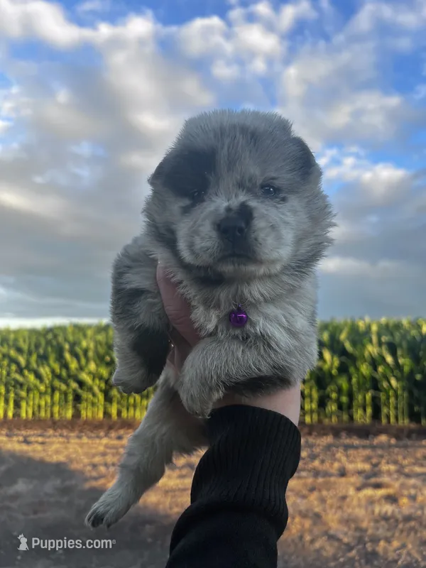Willow  – Chow Chow puppy for sale in Ontario, OR