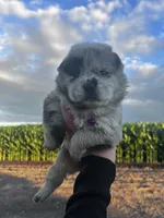 Willow , a female Chow Chow for sale in Ontario, OR – 1 of 6