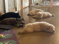 Bella, a female Chow Chow for sale in Ontario, OR – 3 of 9