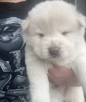 processed/25879a00-8bb9-4e82-a788-e309bbaeca6e/listing/dc260703-1497-4ef8-a645-3cec8bf0d804/0e0fa43a-e78f-4e43-979e-375bd0ccadd0