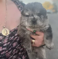 Rocky, a male Chow Chow for sale in Ontario, OR – 4 of 6