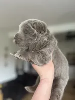 Beautiful lilac , a female Chow Chow for sale in Ontario, OR – 5 of 5