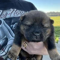 Rose , a female Chow Chow for sale in Ontario, OR – Photo 3 of 5