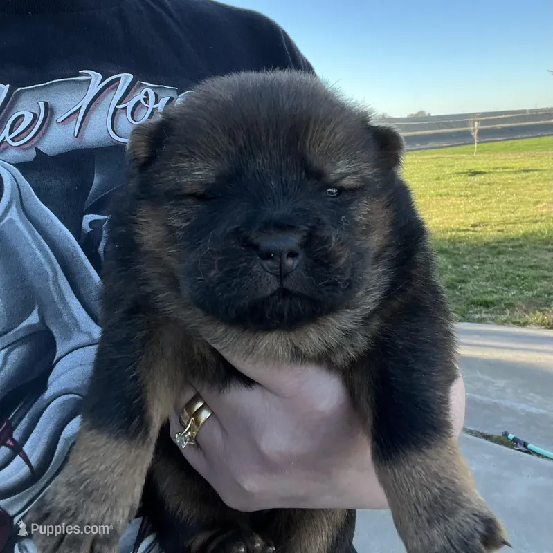 Rose  – Chow Chow puppy for sale in Ontario, OR