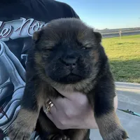 Rose , a female Chow Chow for sale in Ontario, OR – Photo 2 of 5