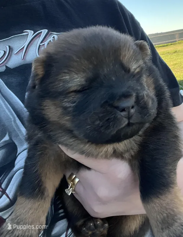 Rose , a female Chow Chow for sale in Ontario, OR – Photo 1 of 5