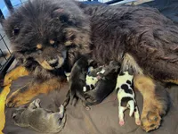 Princess, a female Chow Chow for sale in Ontario, OR – Photo 5 of 6