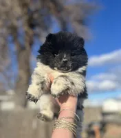 Princess, a female Chow Chow for sale in Ontario, OR – Photo 3 of 6