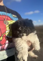 Princess, a female Chow Chow for sale in Ontario, OR – Photo 1 of 6