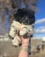 Princess, a female Chow Chow for sale in Ontario, OR – Photo 2 of 6
