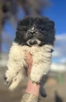 Princess, a female Chow Chow for sale in Ontario, OR – Photo 4 of 6