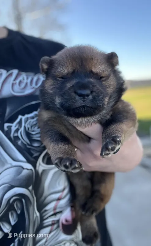 Cooper, a male Chow Chow for sale in Ontario, OR – Photo 1 of 6