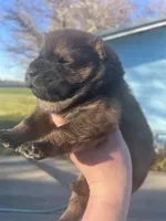 Cooper, a male Chow Chow for sale in Ontario, OR – Photo 6 of 6