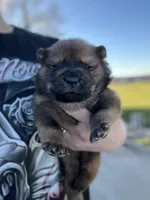 Cooper, a male Chow Chow for sale in Ontario, OR – Photo 2 of 6