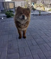 Teddy, a male Chow Chow for sale in Ontario, OR – Photo 4 of 5