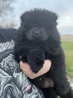 Teddy, a male Chow Chow for sale in Ontario, OR – Photo 3 of 5