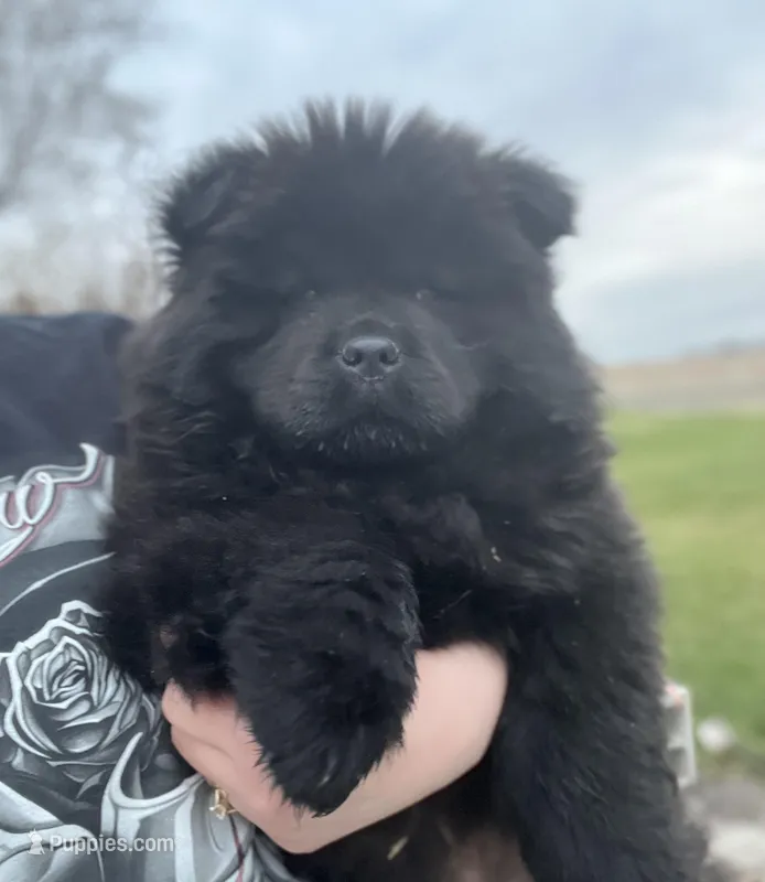 Teddy, a male Chow Chow for sale in Ontario, OR – Photo 1 of 5