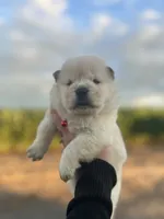 Bella, a female Chow Chow for sale in Ontario, OR – 1 of 5