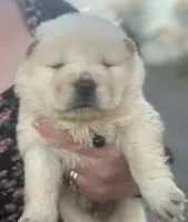 Teddy, a male Chow Chow for sale in Ontario, OR – 2 of 4