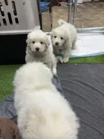 processed/2587c963-f08c-46c6-ab11-4b3a19479214/listing/4f212cad-dcc4-4236-8663-ebb1706764e6/8562ad3f-1589-4471-b2de-05266881a597