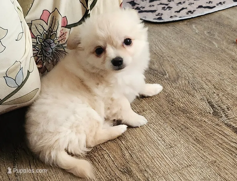Bently Long Hair AKC – Chihuahua puppy for sale in Greenfield, OH