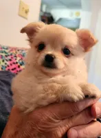 Bently Long Hair AKC, a male Chihuahua for sale in Greenfield, OH – 3 of 5
