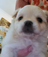 Bently Long Hair AKC, a male Chihuahua for sale in Greenfield, OH – 4 of 5