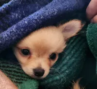 Bently Long Hair AKC, a male Chihuahua for sale in Greenfield, OH – 2 of 5