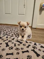 Bently Long Hair AKC, a male Chihuahua for sale in Greenfield, OH – 5 of 5