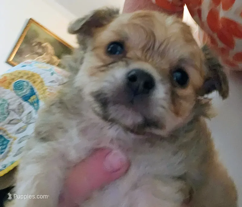 Buster    Long Hair AKC – Chihuahua puppy for sale in Greenfield, OH