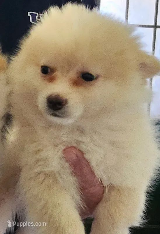 Risky.  CKC – Pomeranian puppy for sale in Greenfield, OH