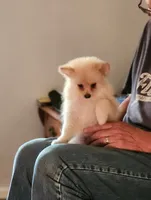 Risky.  CKC, a male Pomeranian for sale in Greenfield, OH – 2 of 4