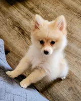 Risky.  CKC, a male Pomeranian for sale in Greenfield, OH – 4 of 4