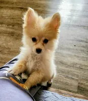 Risky.  CKC, a male Pomeranian for sale in Greenfield, OH – 3 of 4