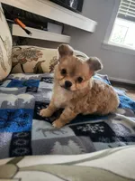 Buster    Long Hair AKC, a male Chihuahua for sale in Greenfield, OH – 2 of 6