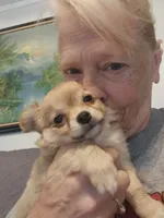 Buster    Long Hair AKC, a male Chihuahua for sale in Greenfield, OH – 5 of 6