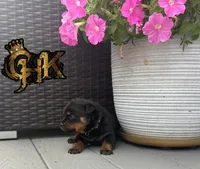 Rottweiler, a male Rottweiler for sale in Deer Park, NY – 2 of 2