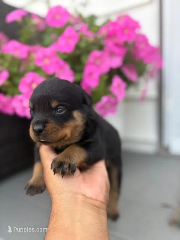 Rottweiler – Rottweiler puppy for sale in Deer Park, NY