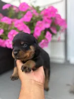 Rottweiler, a male Rottweiler for sale in Deer Park, NY – 1 of 2