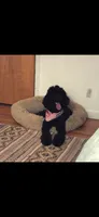 Ruby , a female Goldendoodle for sale in Montgomery, AL – 3 of 5