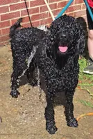 Ruby , a female Goldendoodle for sale in Montgomery, AL – 5 of 5