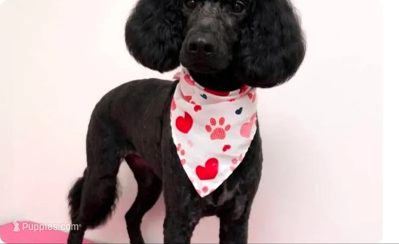 Ruby  – Goldendoodle puppy for sale in Montgomery, AL