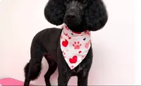 Ruby , a female Goldendoodle for sale in Montgomery, AL – 1 of 5