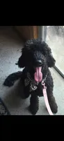Ruby , a female Goldendoodle for sale in Montgomery, AL – 2 of 5